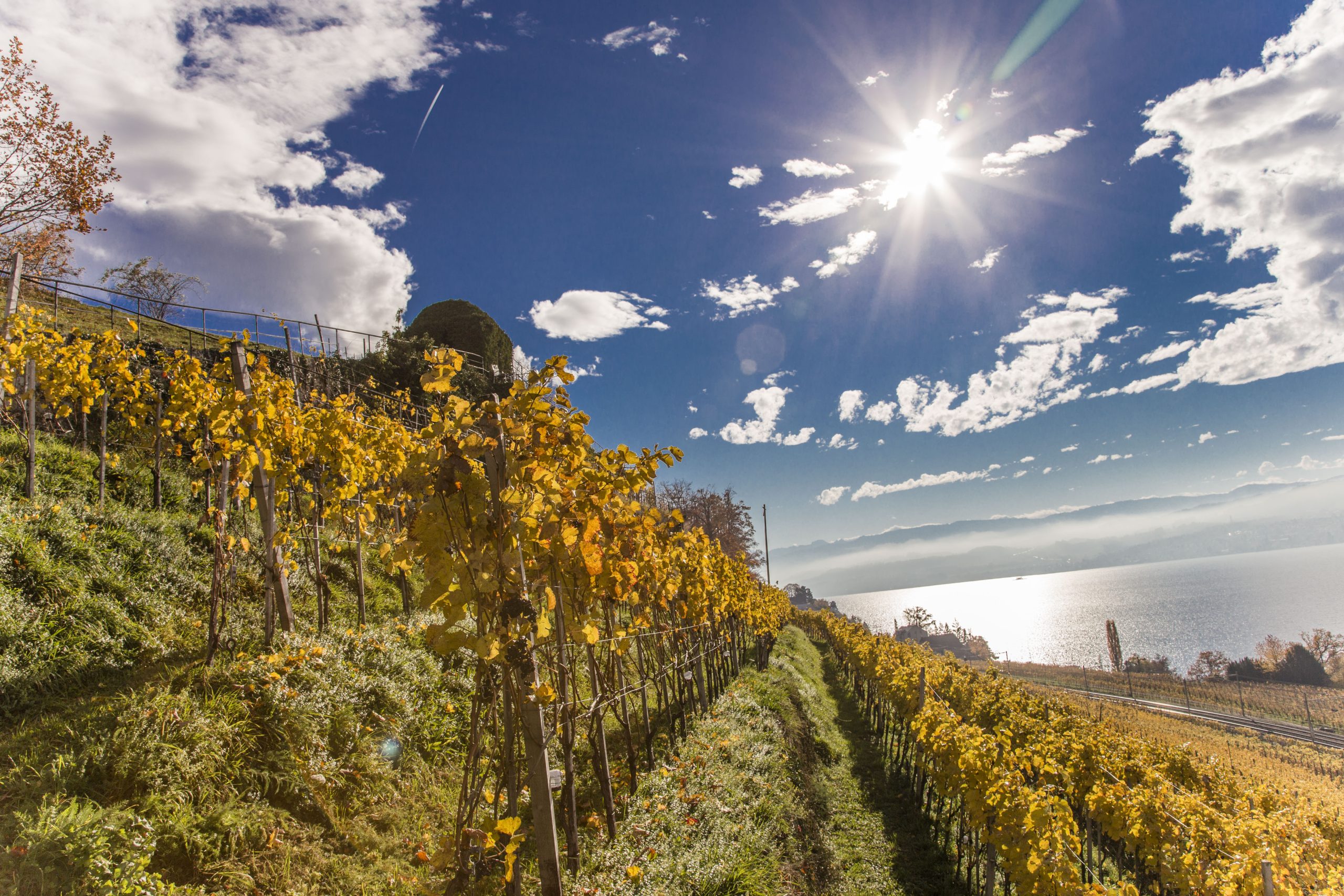 Weinreben auf Rebhügel von Weingut SCHIPF