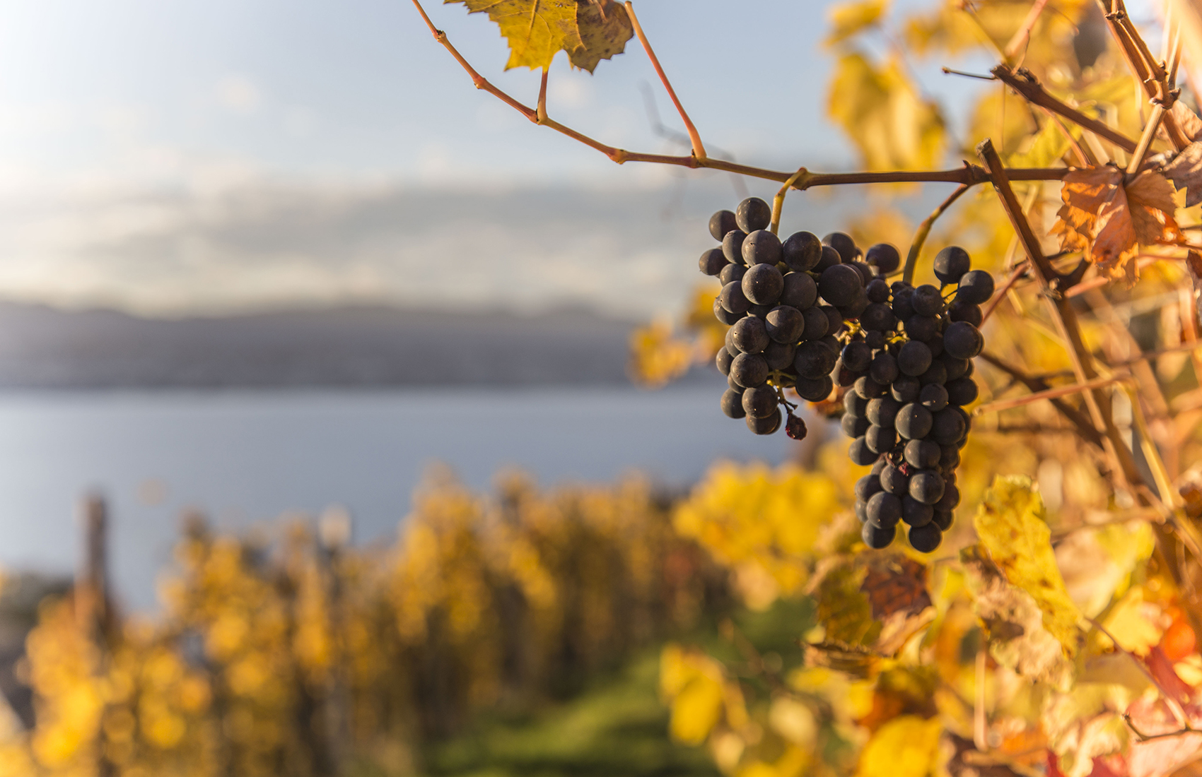 Weinreben auf Rebhügel von Weingut SCHIPF