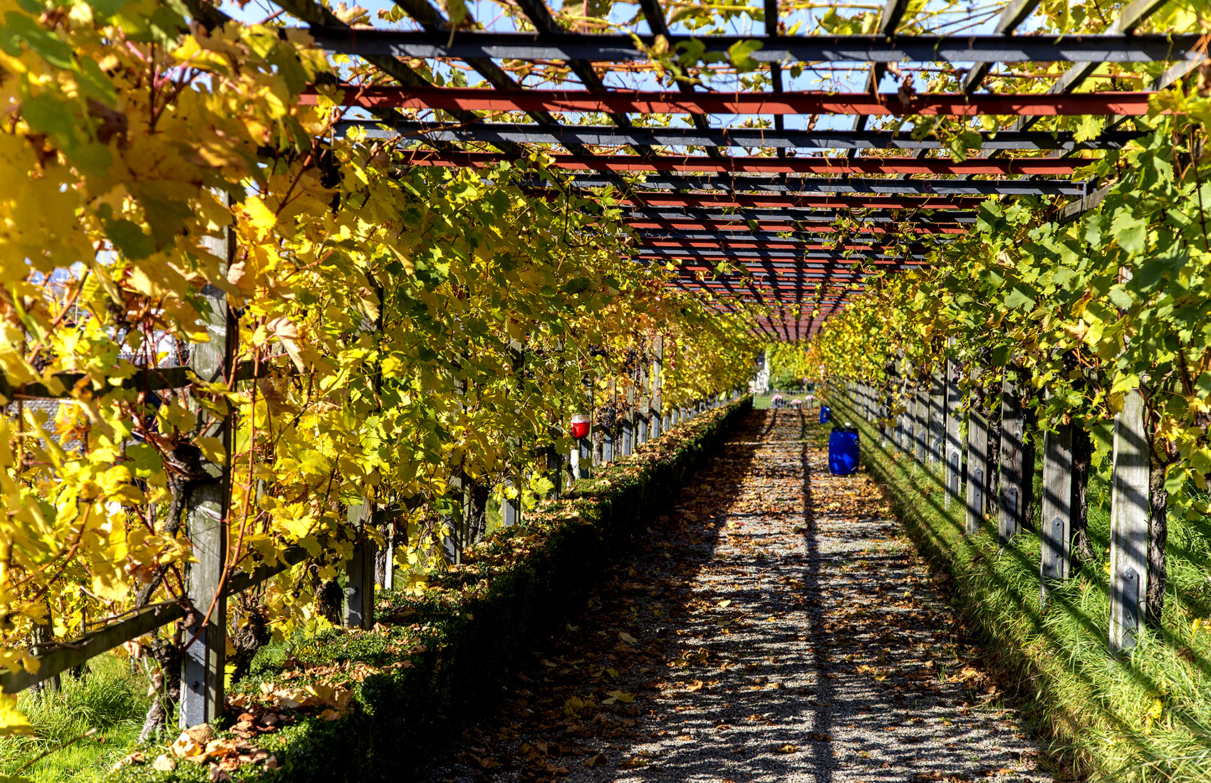 Open Vineyards And Tasting Courses In August And September 2024