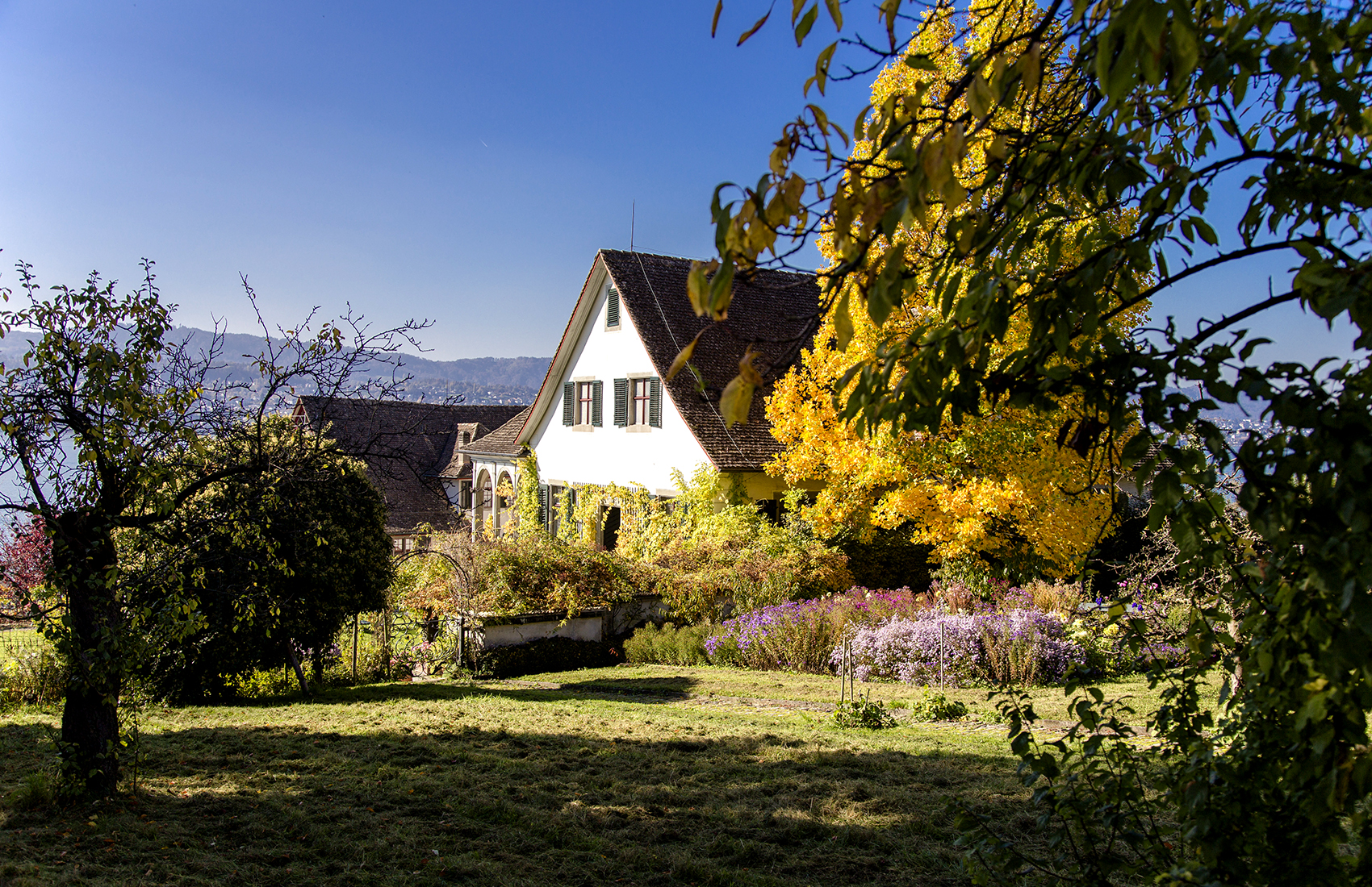 Weinreben auf Rebhügel von Weingut SCHIPF