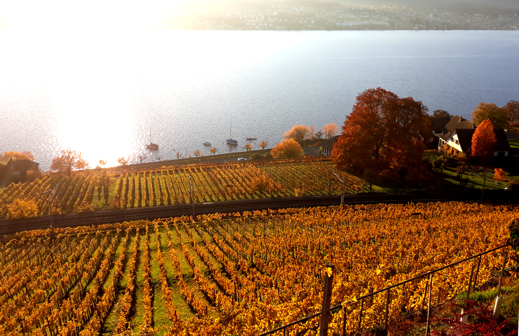 Weinreben auf Rebhügel von Weingut SCHIPF