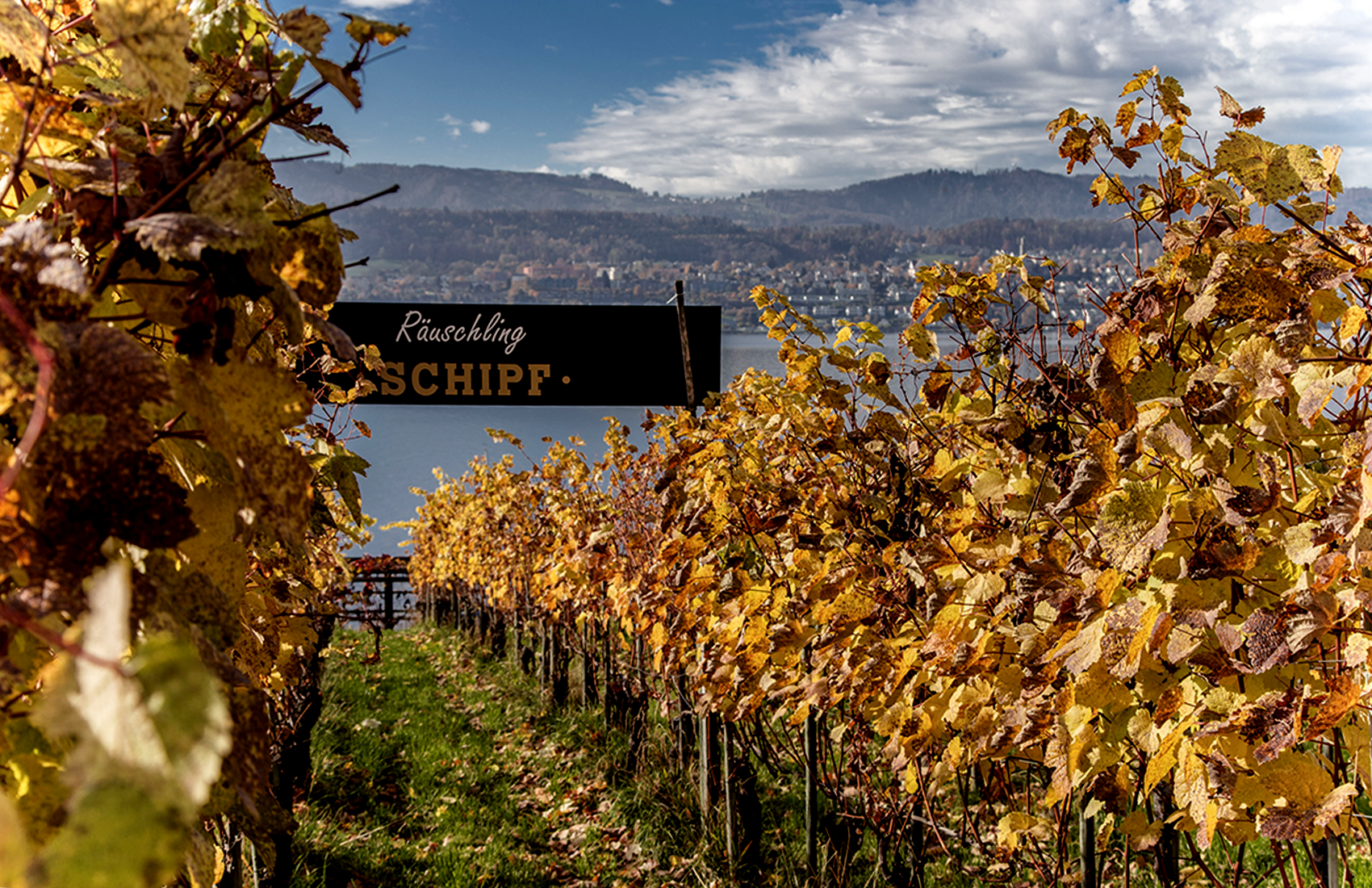 Weinreben auf Rebhügel von Weingut SCHIPF