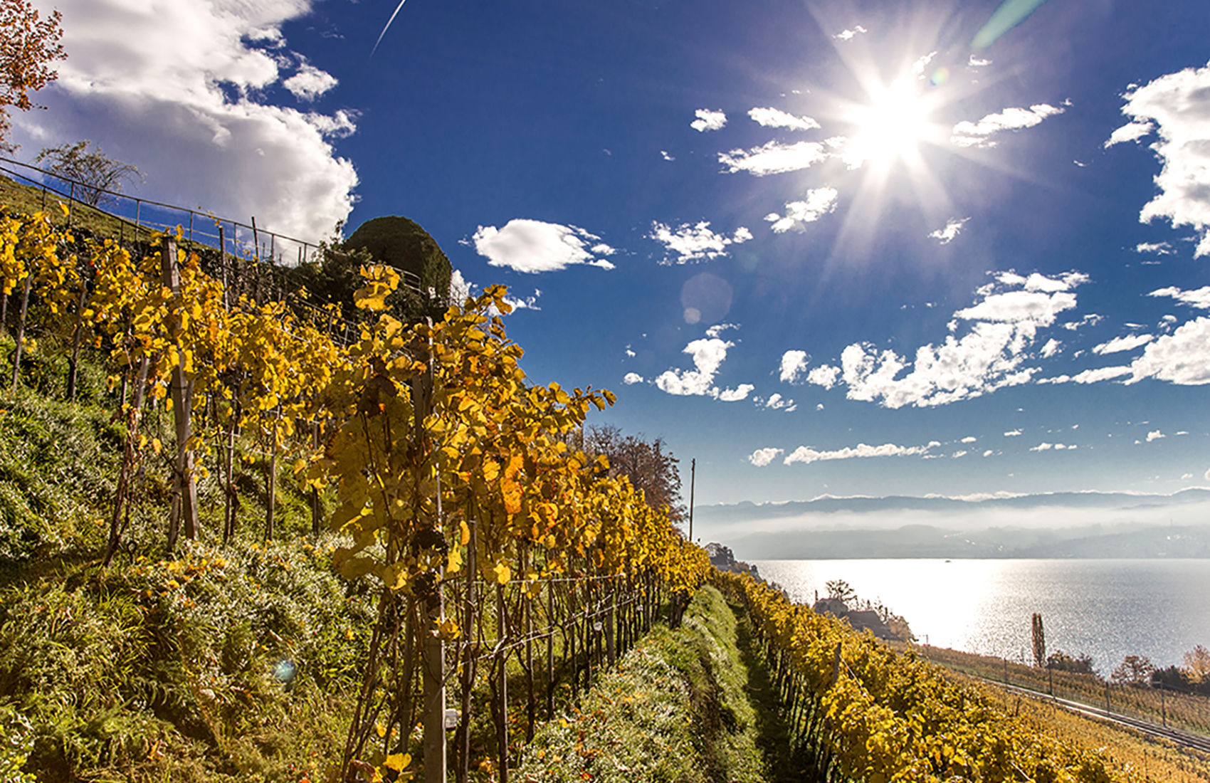 Weinreben auf Rebhügel von Weingut SCHIPF