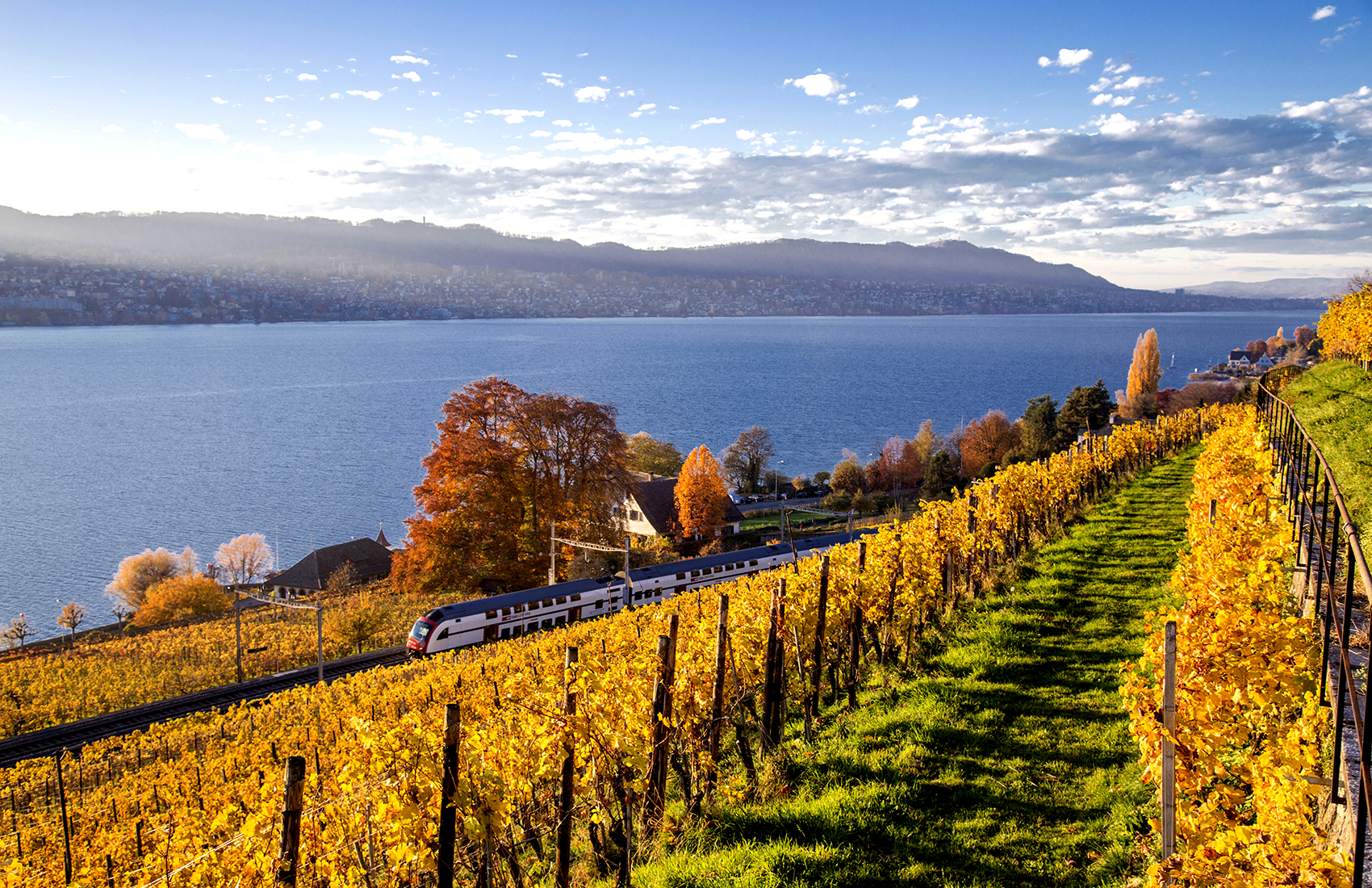 Weinreben auf Rebhügel von Weingut SCHIPF