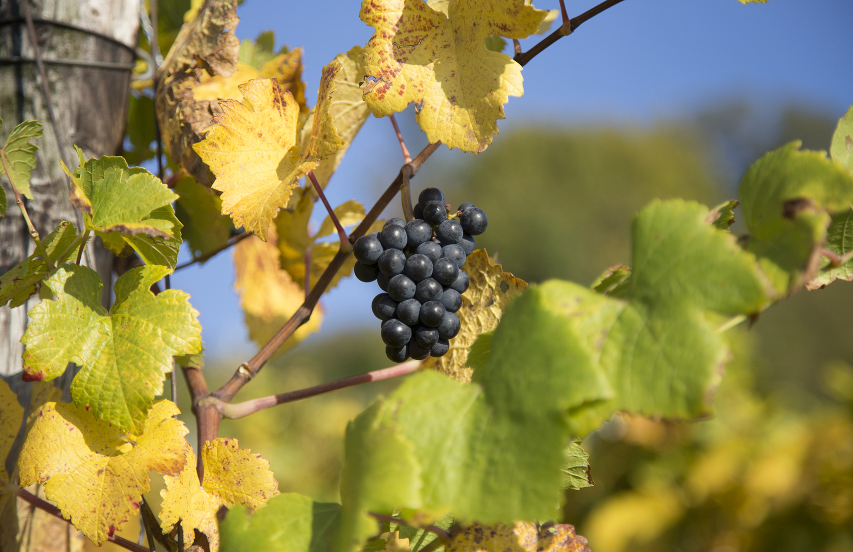 Alte Weinflaschen von Weingut SCHIPF