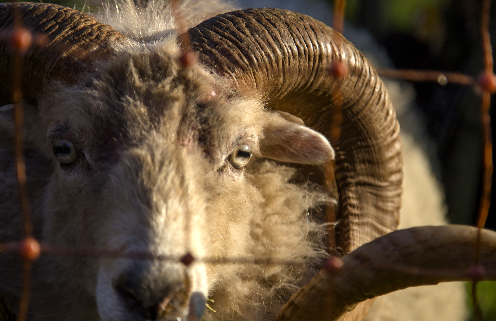 Weinreben von Weingut SCHIPF