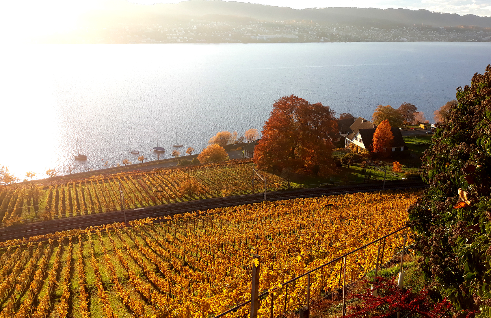 Weinfässer im Keller des Weingutes SCHIPF