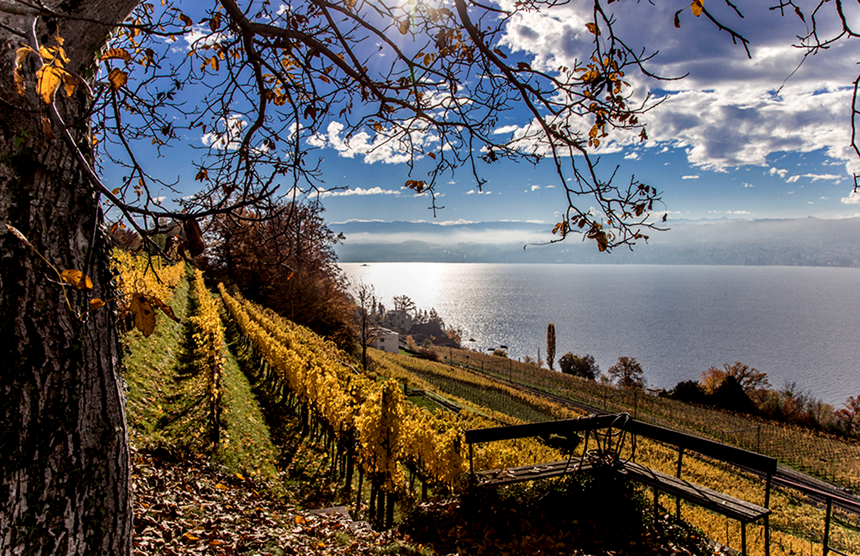Weinreben auf Rebhügel von Weingut SCHIPF