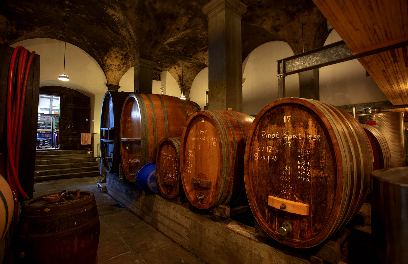 Weinreben auf Rebhügel von Weingut SCHIPF