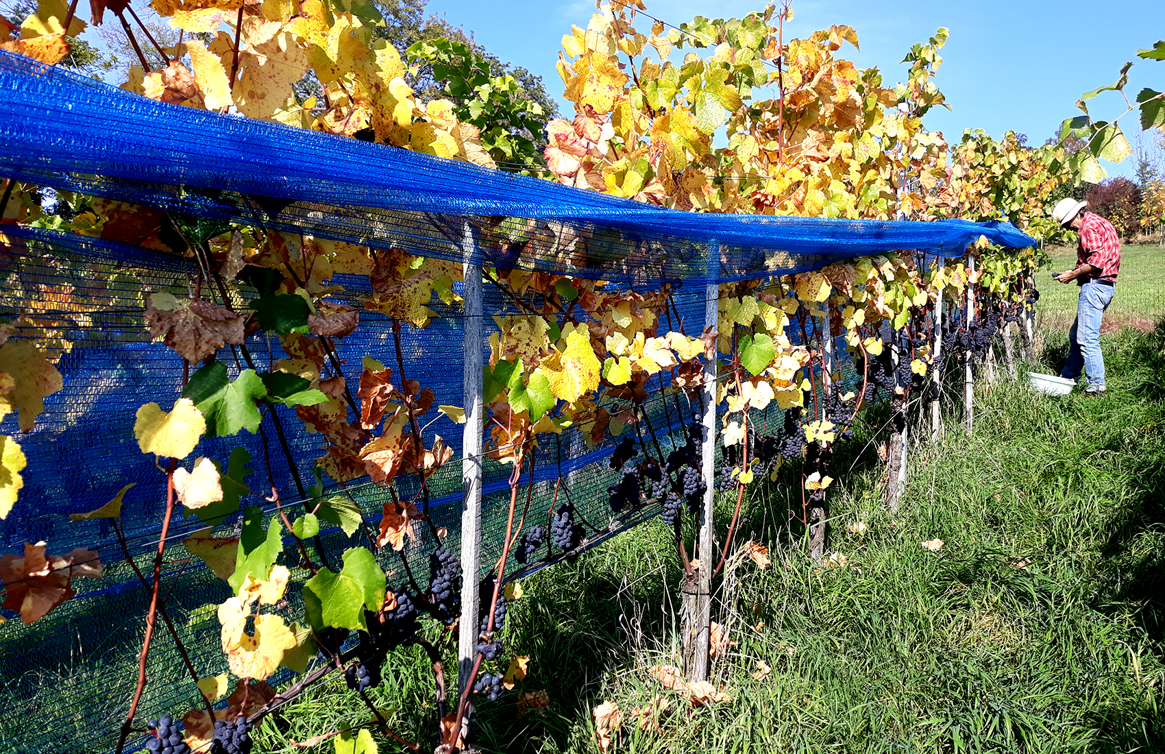 Weingut SCHIPF, Herrliberg